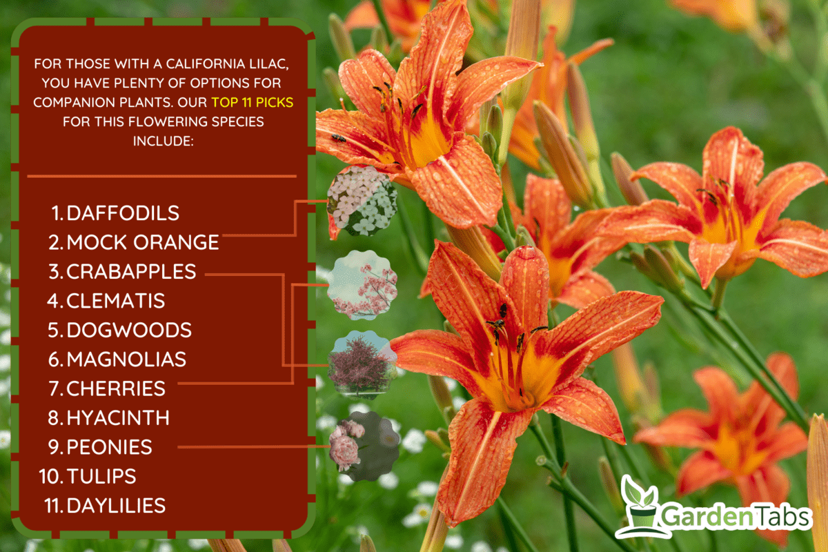 Beetles pollinate orange daylilies on the flowerbed - What To Plant With California Lilac [11 Companion Plants To Consider]