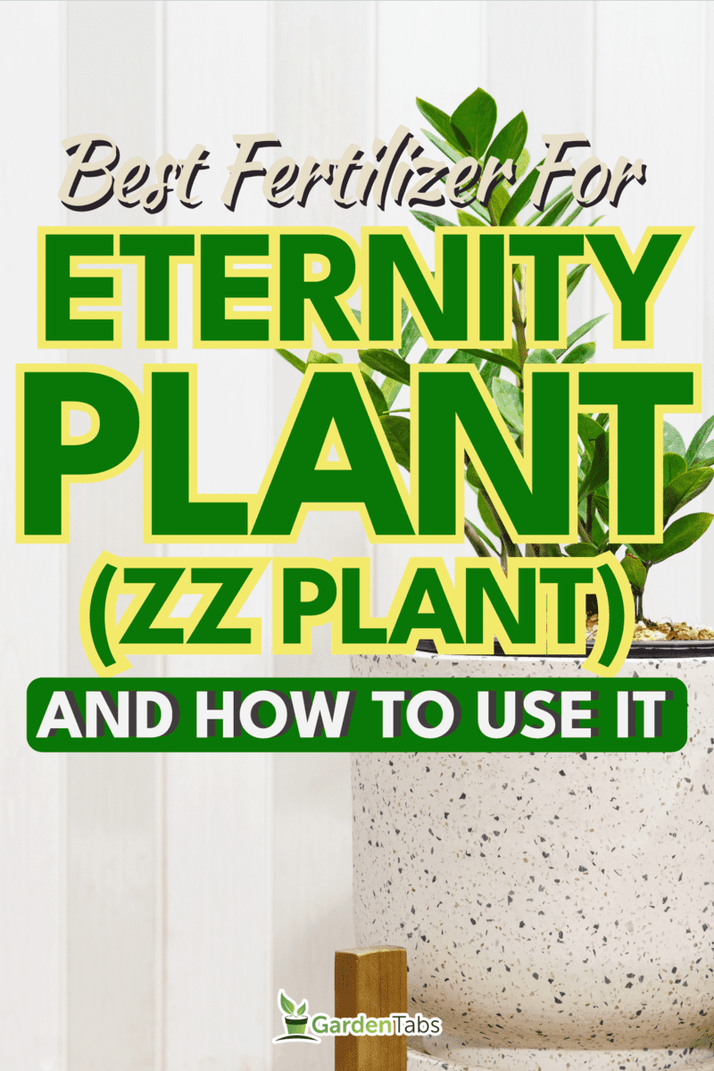 Eternity plant on a white stone pot, Best Fertilizer For Eternity Plant (Zz Plant) - And How To Use It
