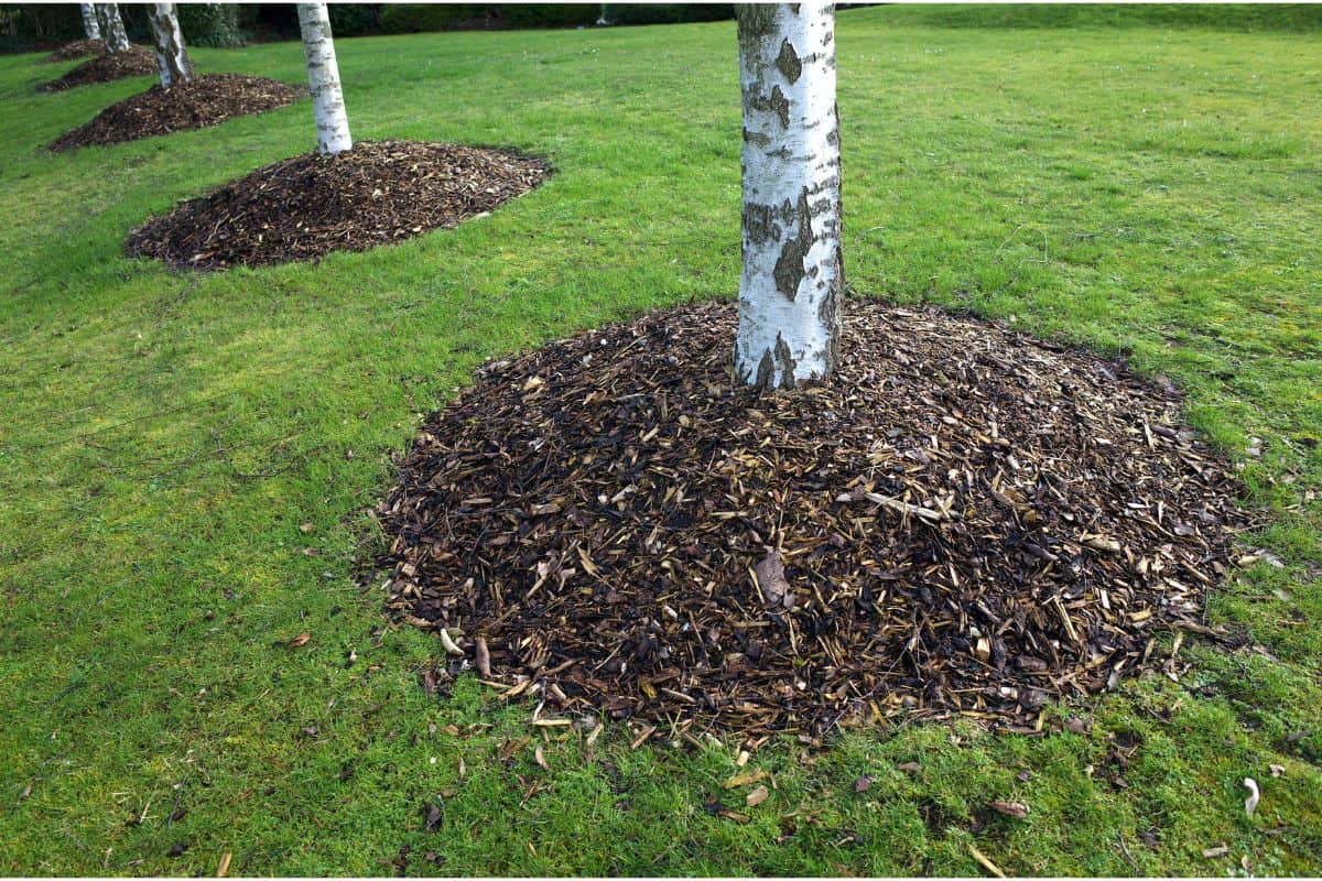 Birch trees in a park with mounds of mulch around the base. Usually made from shredded bark, the mulch provides protection from weeds and keeps roots cool in hot weather. — Photo
