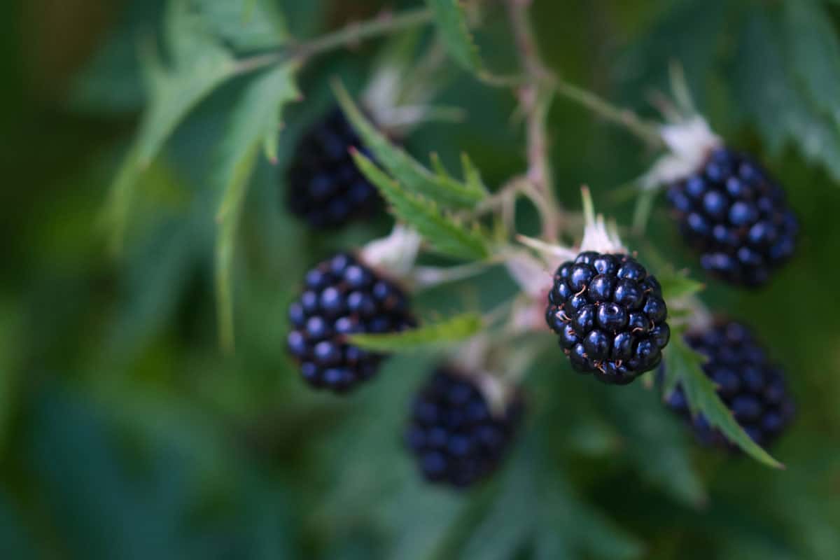 Blackberries fruit close up, large berries, ripe and juicy growing in the summer garden