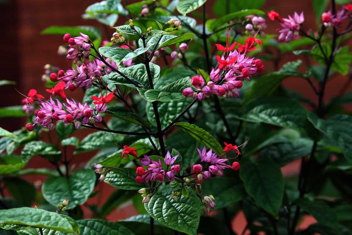 Bleeding Heart Glorybower plant growing in a garden. Clerodendrum thomsoniae