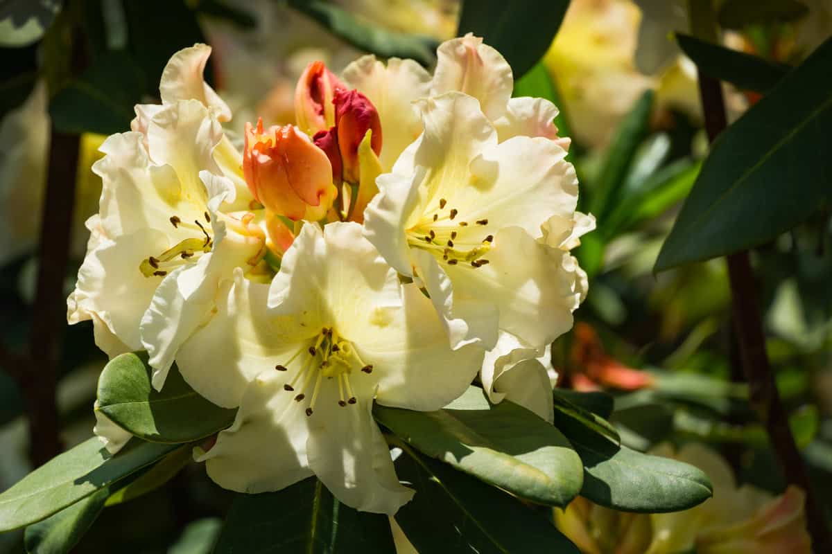 Blooming Rhododendron yakushimanum 'Golden Torch' shrub. Close-up of beautiful light cream flowers. Rhododendron decorate flower beds of Sochi Adler resort.