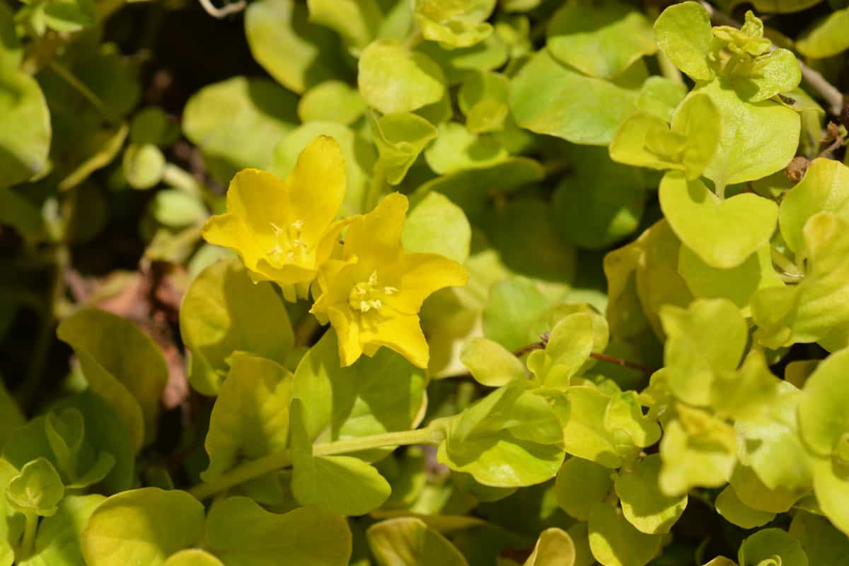 Blooming golden creeping jenny photographed up close