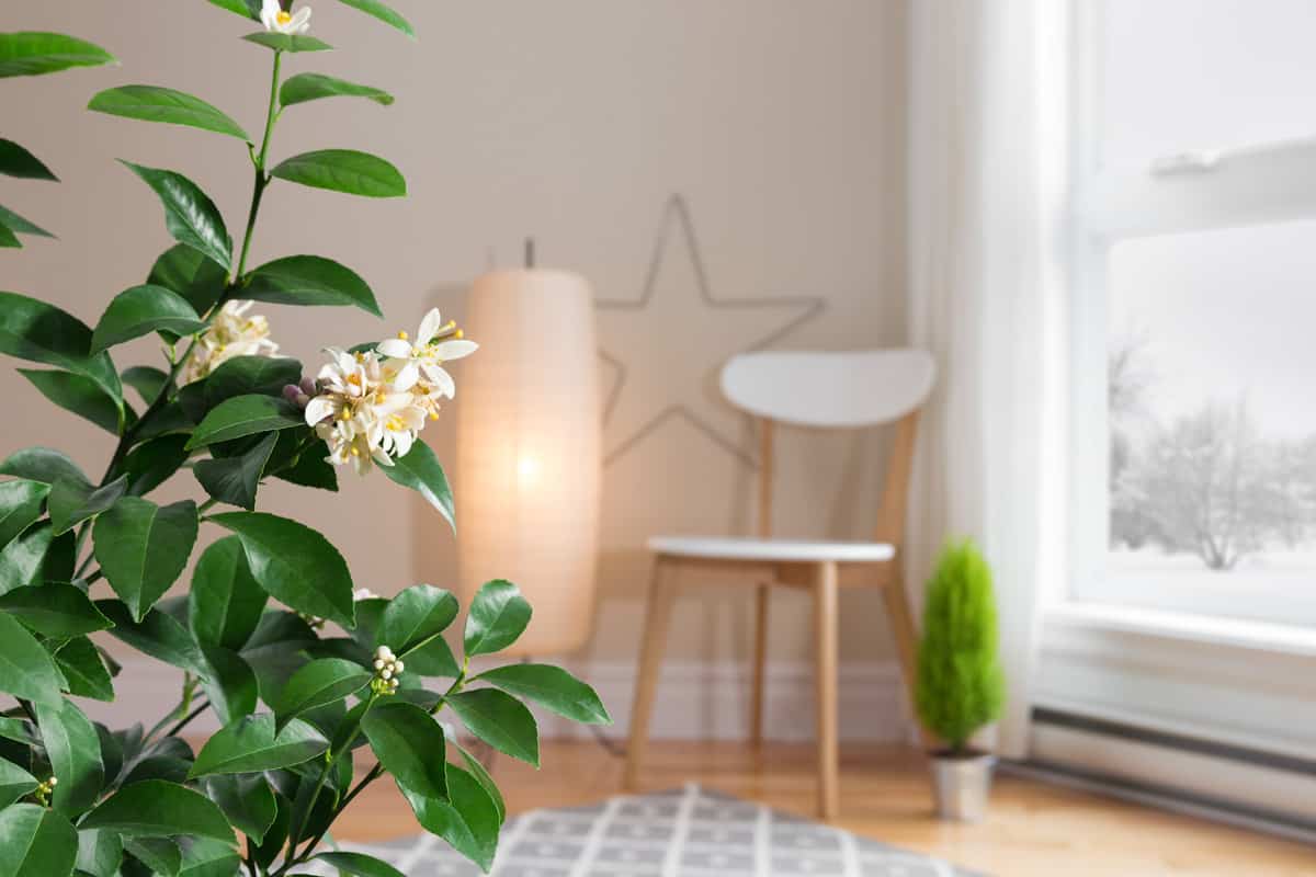 Blooming lemon tree in a cozy living room with a view over a winter landscape. Focus on the tree.