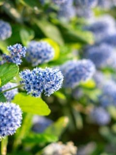 Ceanothus Victoria Californian Lilac Shrub filling the frame with shallow depth of field. - How To Grow California Lilac [From Cuttings Or From Seed]?