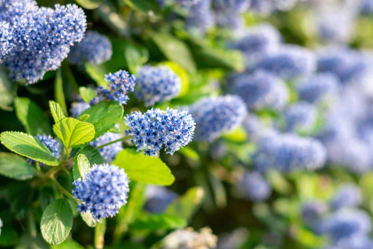 Blooming purple Californian lilac flowers. Ceanothus thyrsiflorus blue flower in the garden. Copy space for text.