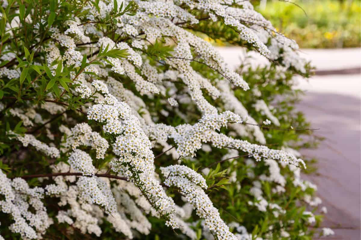 Blossom of Spirea nipponica Snowmound in springtime. White flowers of spirea in garden. Decorative flowering shrubs for landscape design
