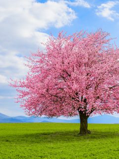 Blossoming cherry sakura tree on a green field with a blue sky and clouds - Can Cherry Blossom Trees Grow In California