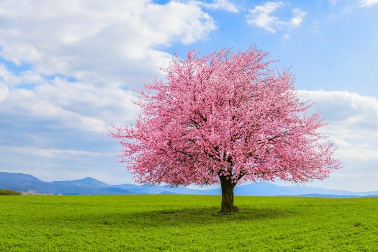 Blossoming cherry sakura tree on a green field with a blue sky and clouds - Can Cherry Blossom Trees Grow In California