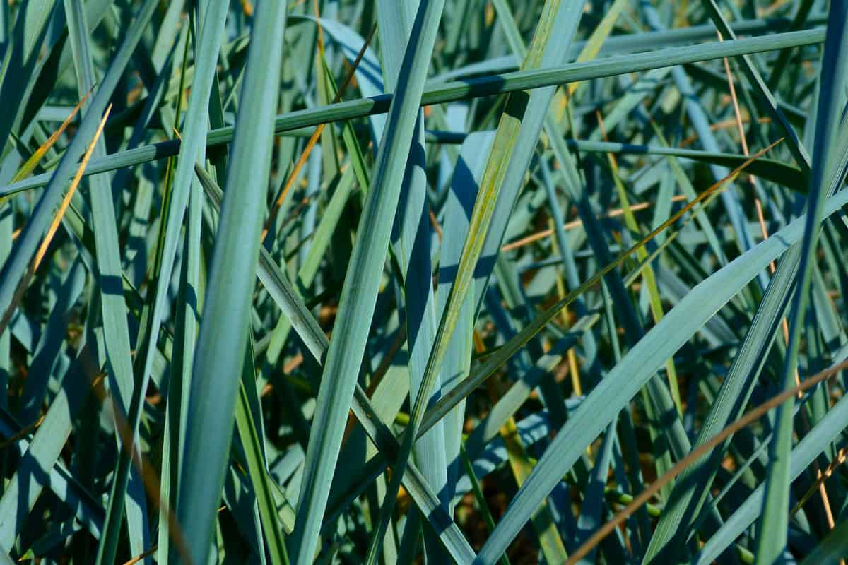Blue Dune or Lyme Grass closeup with sharp grass blades