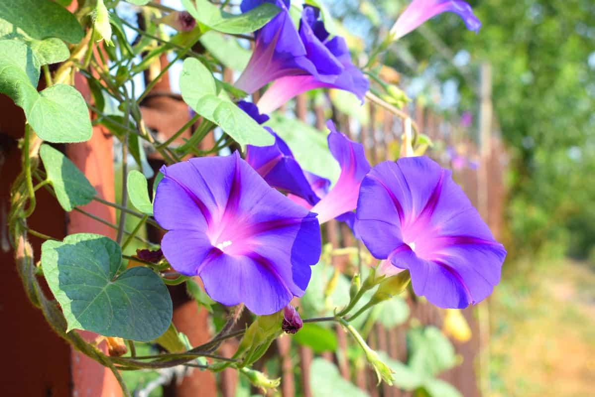 Blue flowers ipomoea indica, known including blue morning glory, oceanblue morning glory