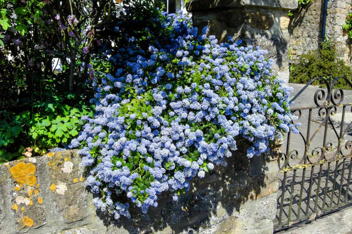 Blue flowers of a Californian Lilac bush hanging over a garden wall.