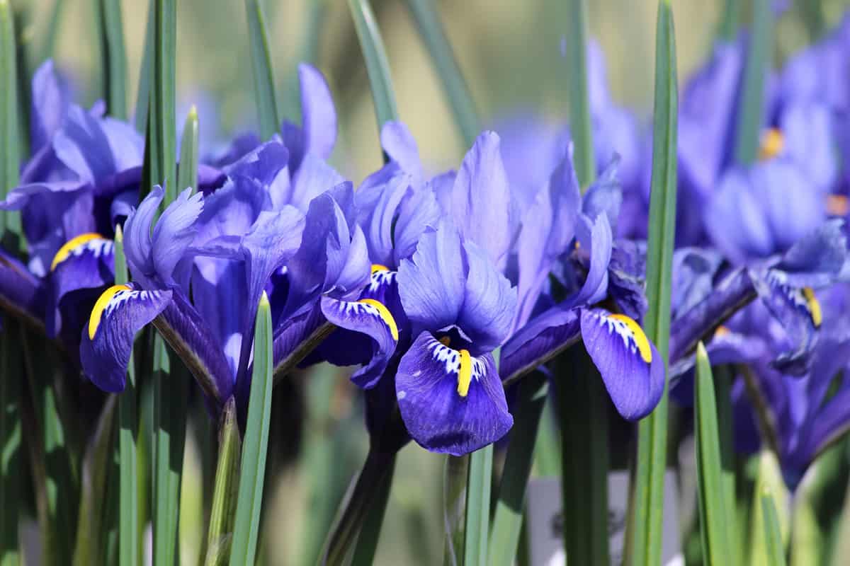 Blue iris flowers growing in spring garden