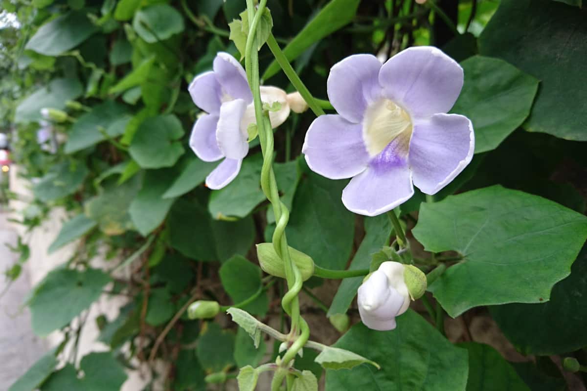 Blue trumpet vine or Thunbergia laurifolia with green leafs which can be used as an antipyretic and for detoxifying poisons