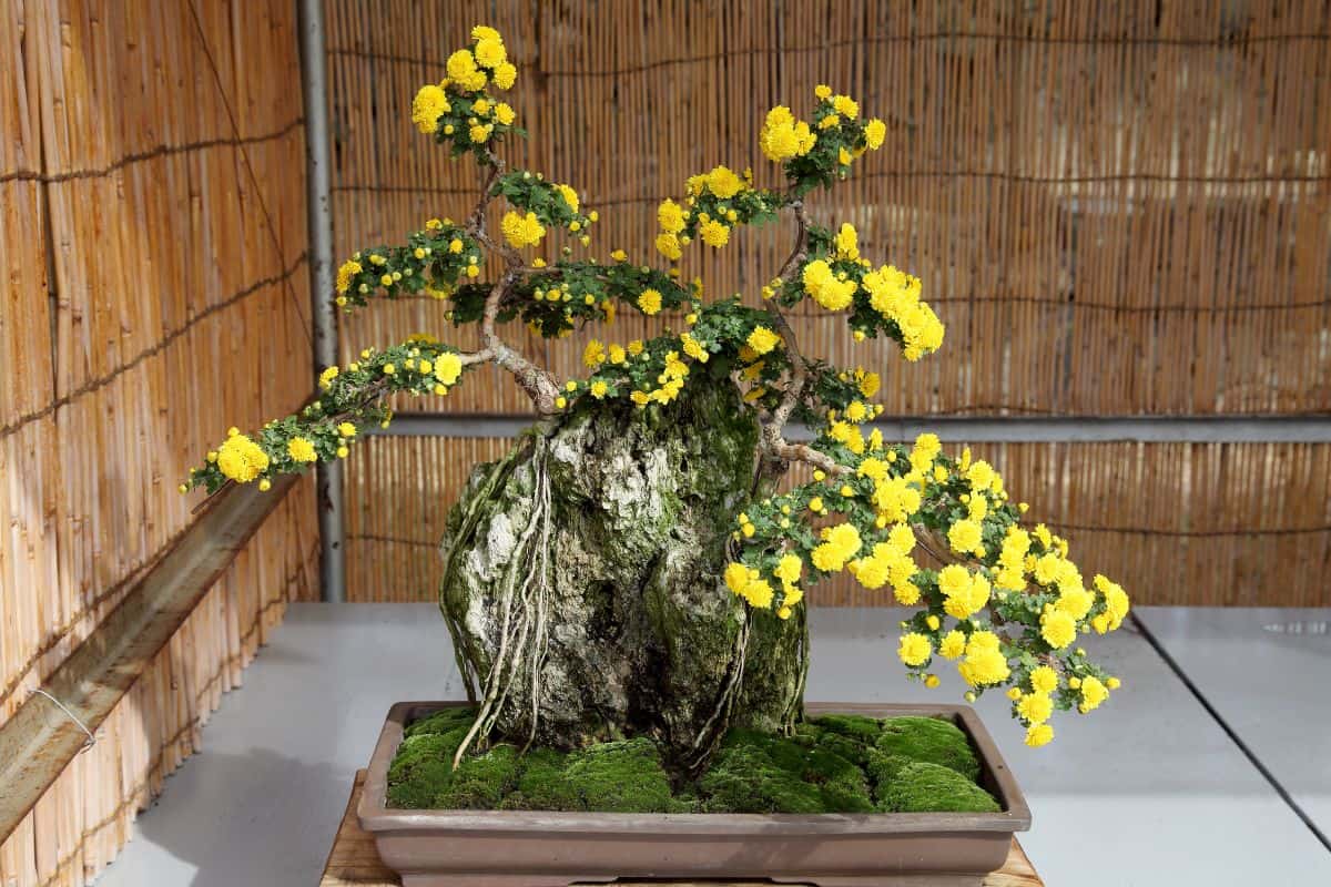 Bonsai of chrysanthemum flowers