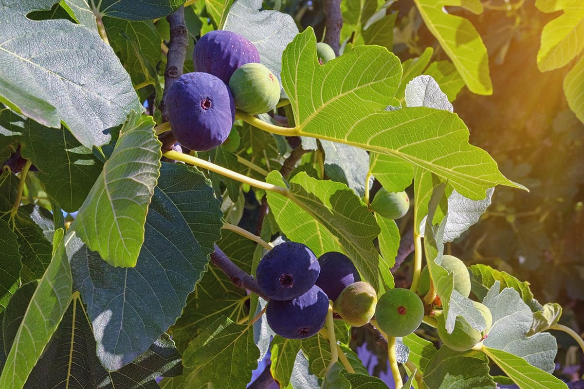 Branches of fig tree with leaves and fruits