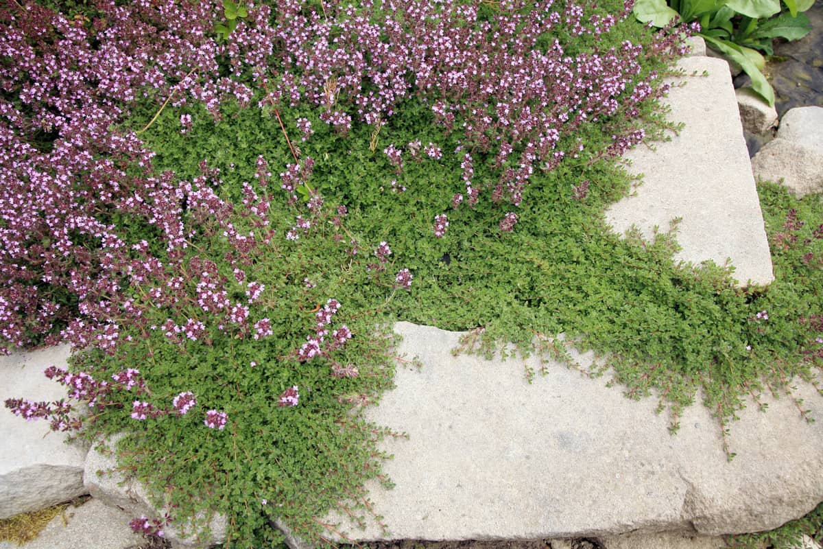 Breckland thyme, wild thyme