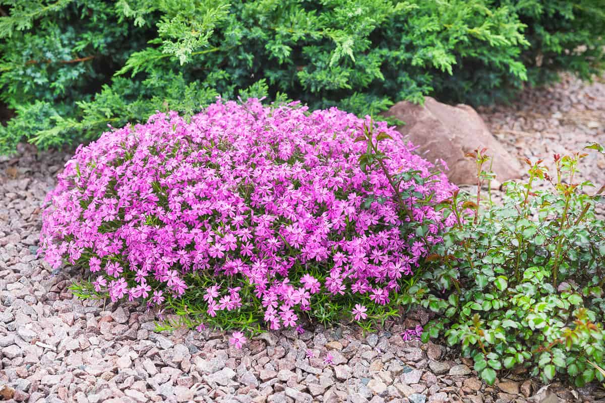Bright pink spring blooming ground cover flowers