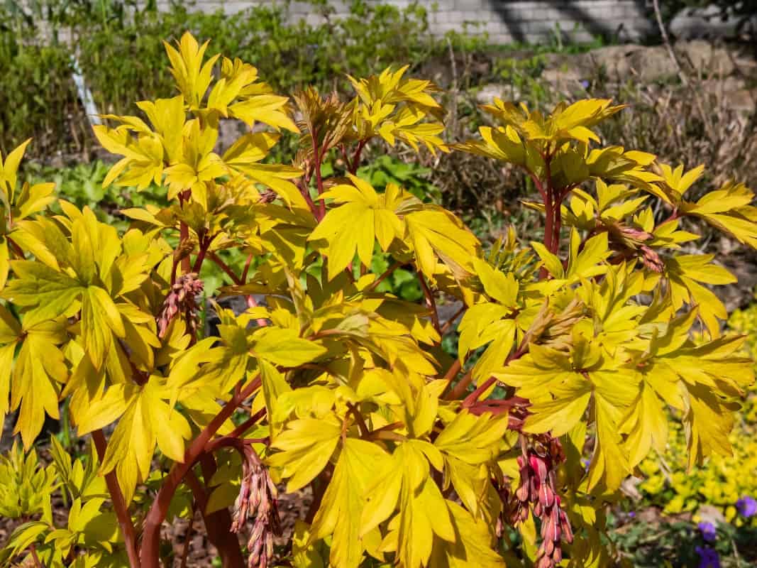 Bright yellow leaves of the bleeding heart plant cultivar (Dicentra spectabilis)