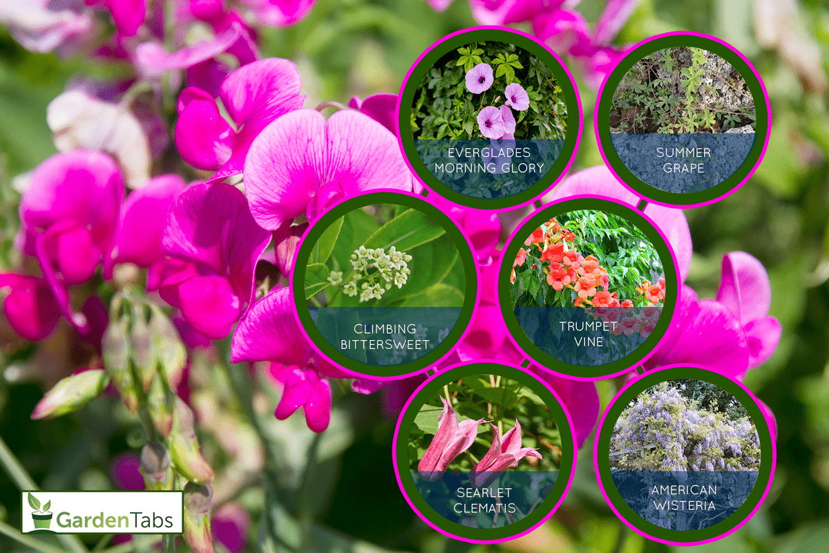10 Beautiful Vines And Climbing Plants For Zone 5