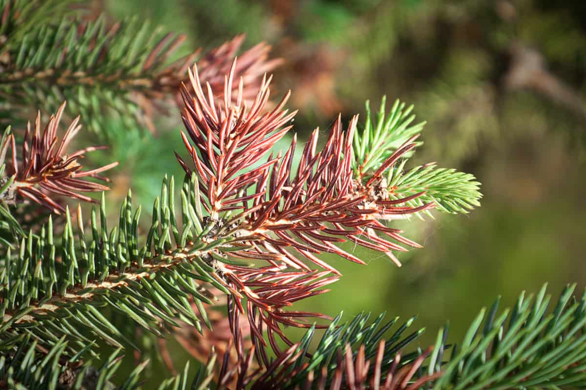 Brown leaves of a Spruce tree due to heavy winter exposure