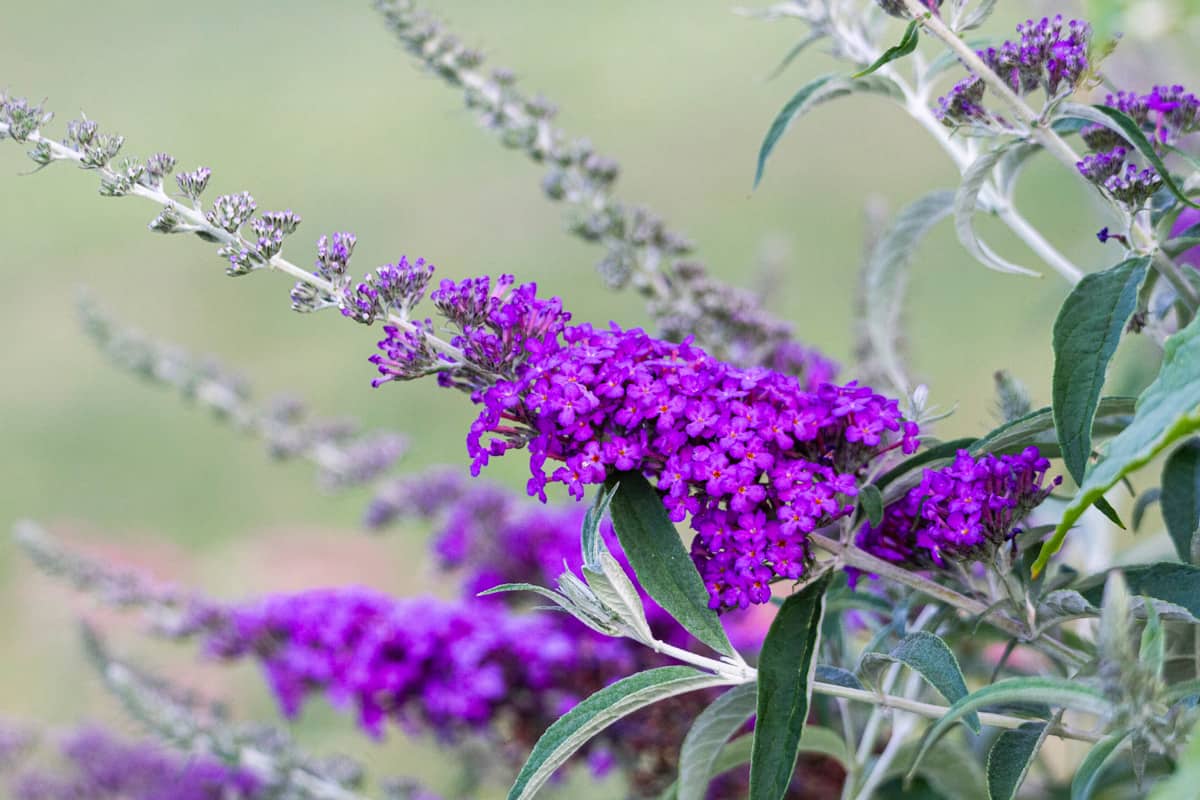 Butterfly Bush with Purple Blossoms