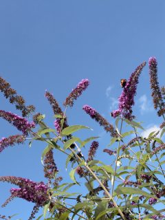 Butterfly bushes in the field, How Fast Do Butterfly Bushes Grow?