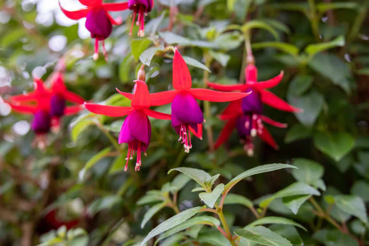 Close-up of a Fuchsia Patio Fairy flower in red and violet. Fuchsia plant is a genus of flowering plants that consists mostly of shrubs or small trees. Hanging on a tree in Cameron highlands,