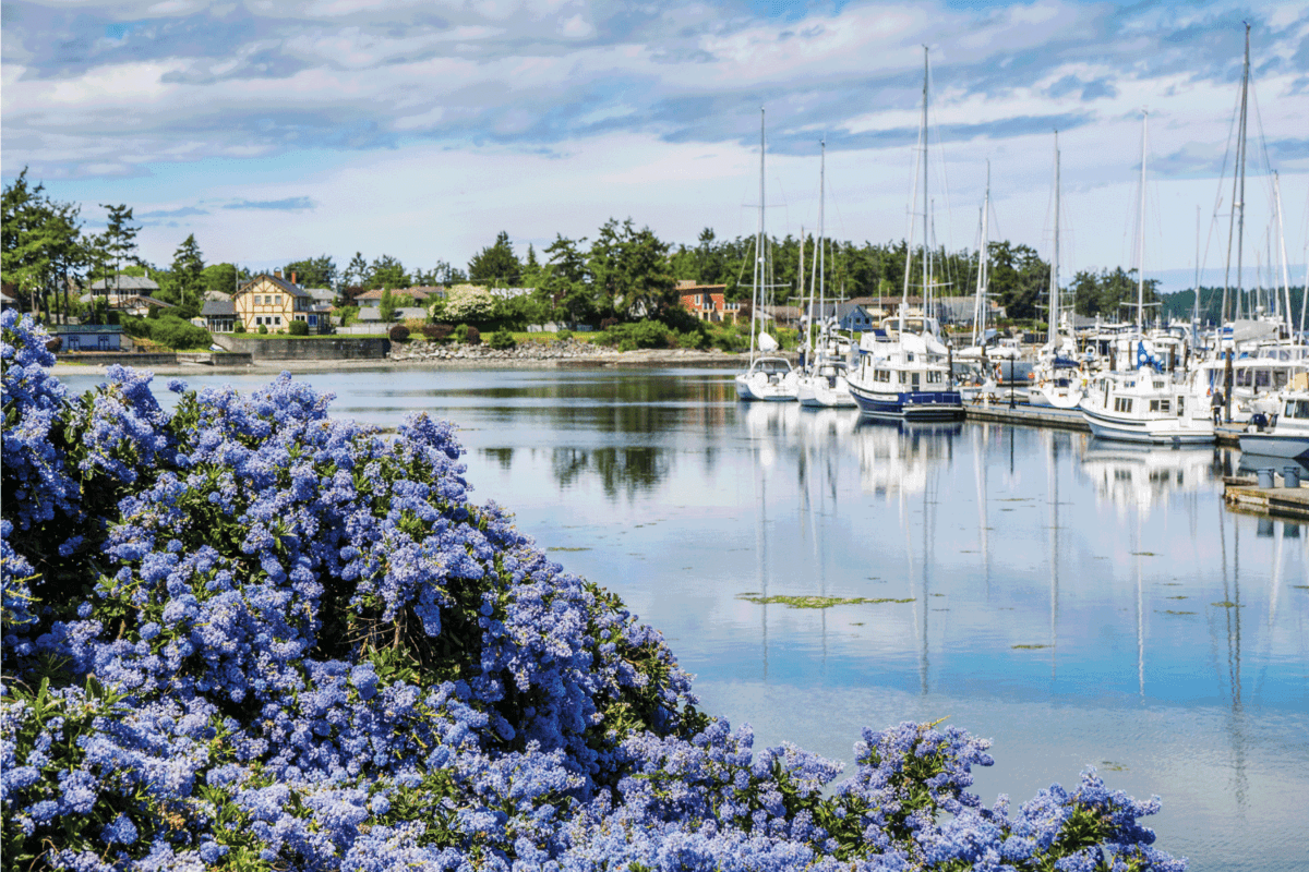 California Lilac blooming in front of marina with moored boats