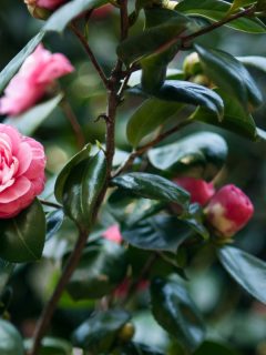 Pink Camellia flower bloom on tree, Can Camellias Grow In Full Shade?