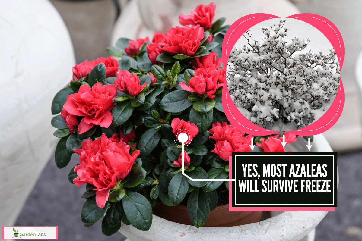 Large red azalea or Rhododendron plant with flowers in a pot in a garden outside, Can Azaleas Survive A Freeze?