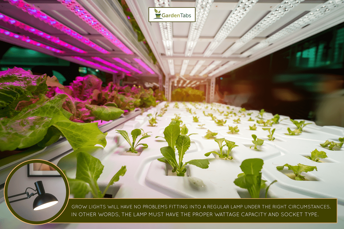 Greenhouse vegetables Plant row Grow with Led Light Indoor Farm Technology - Can I Put A Grow Light Bulb In A Regular Lamp