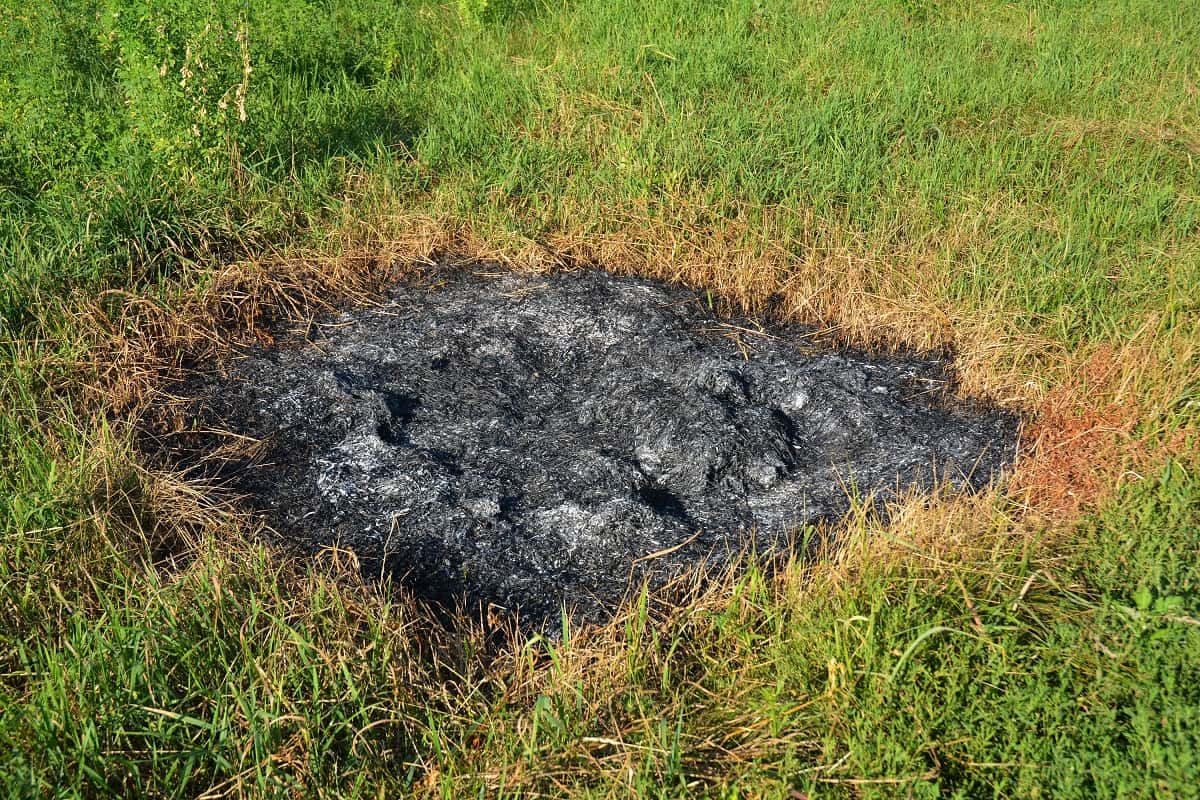 Can You Burn the Grass Burnt Grass. Burned Grass Hotsell.
