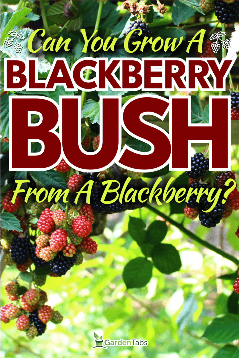 Blackberry time in the summer season, Can You Grow A Blackberry Bush From A Blackberry?

