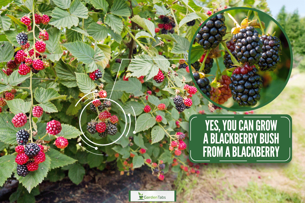 Ripe and red blackberries on the berry plantation, Can You Grow A Blackberry Bush From A Blackberry?