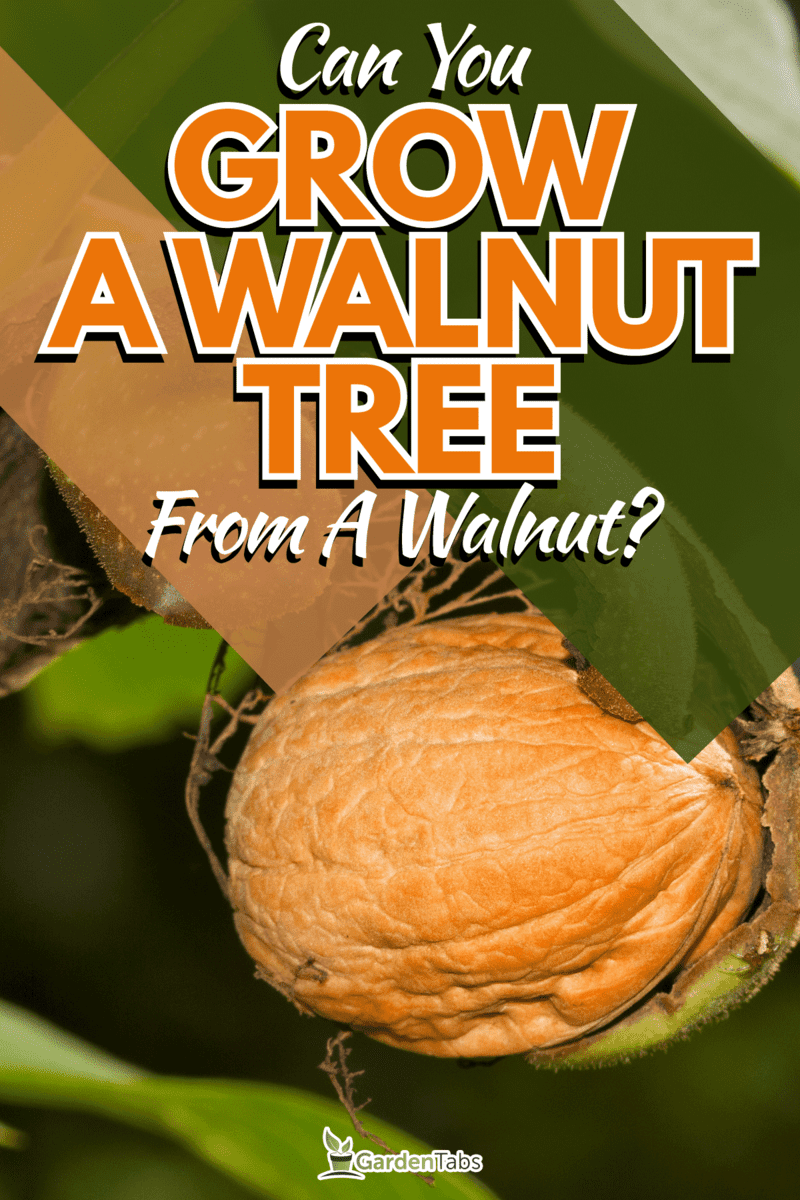 Ripe nut of a Walnut tree, nut, husk and leaves, Can You Grow A Walnut Tree From A Walnut?
