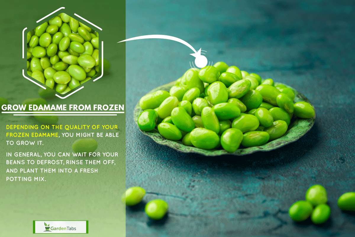Bowl of raw edamame beans on cyan color desk, Can You Grow Edamame From Frozen?