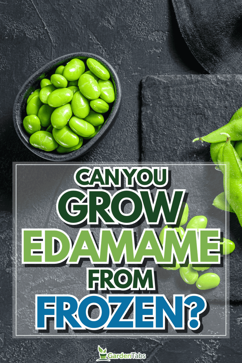 Can You Grow Edamame From Frozen?