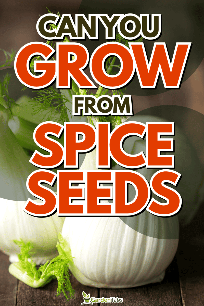 Can You Grow Fennel From Spice Seeds?