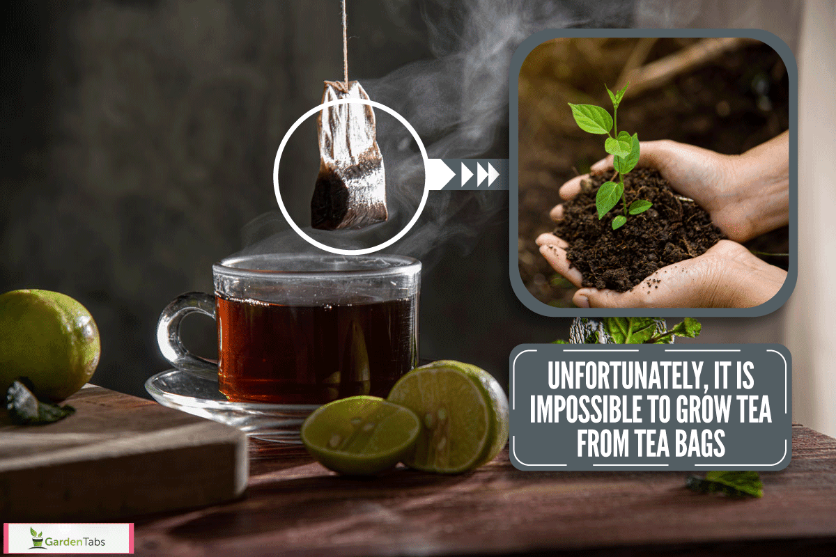 tea bag pulled from hot tea cup and a lemon beside it, Can You Grow Tea From Tea Bags?