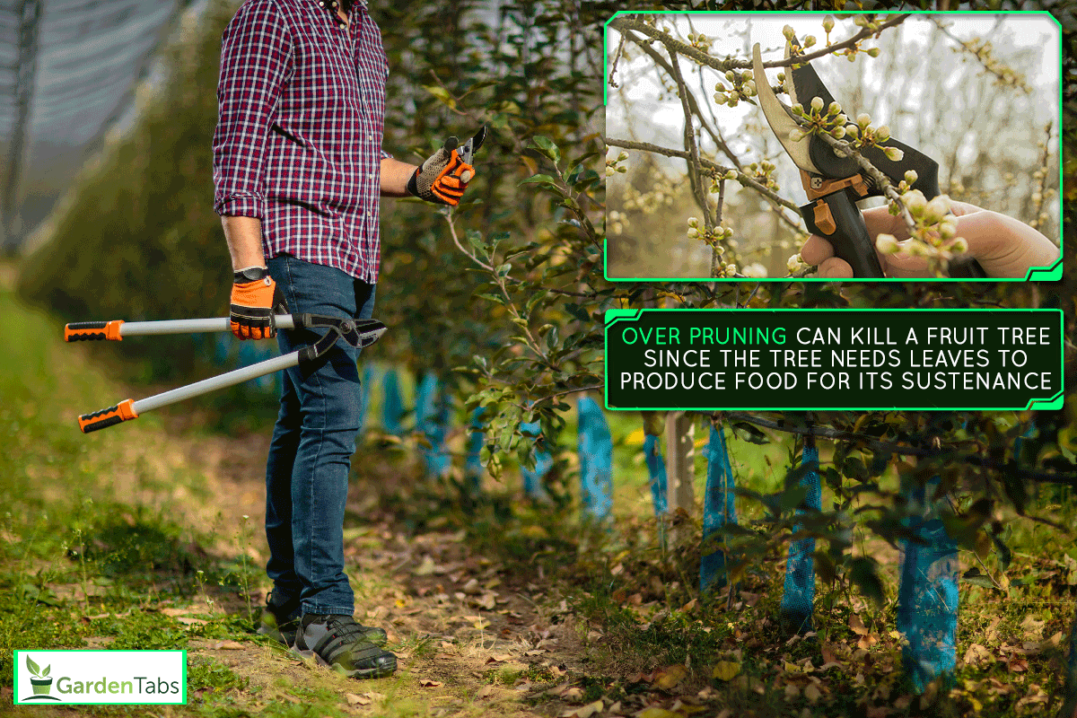 Pruning fruit trees with long shears in the orchard, Can You Kill A Fruit Tree By Over Pruning?