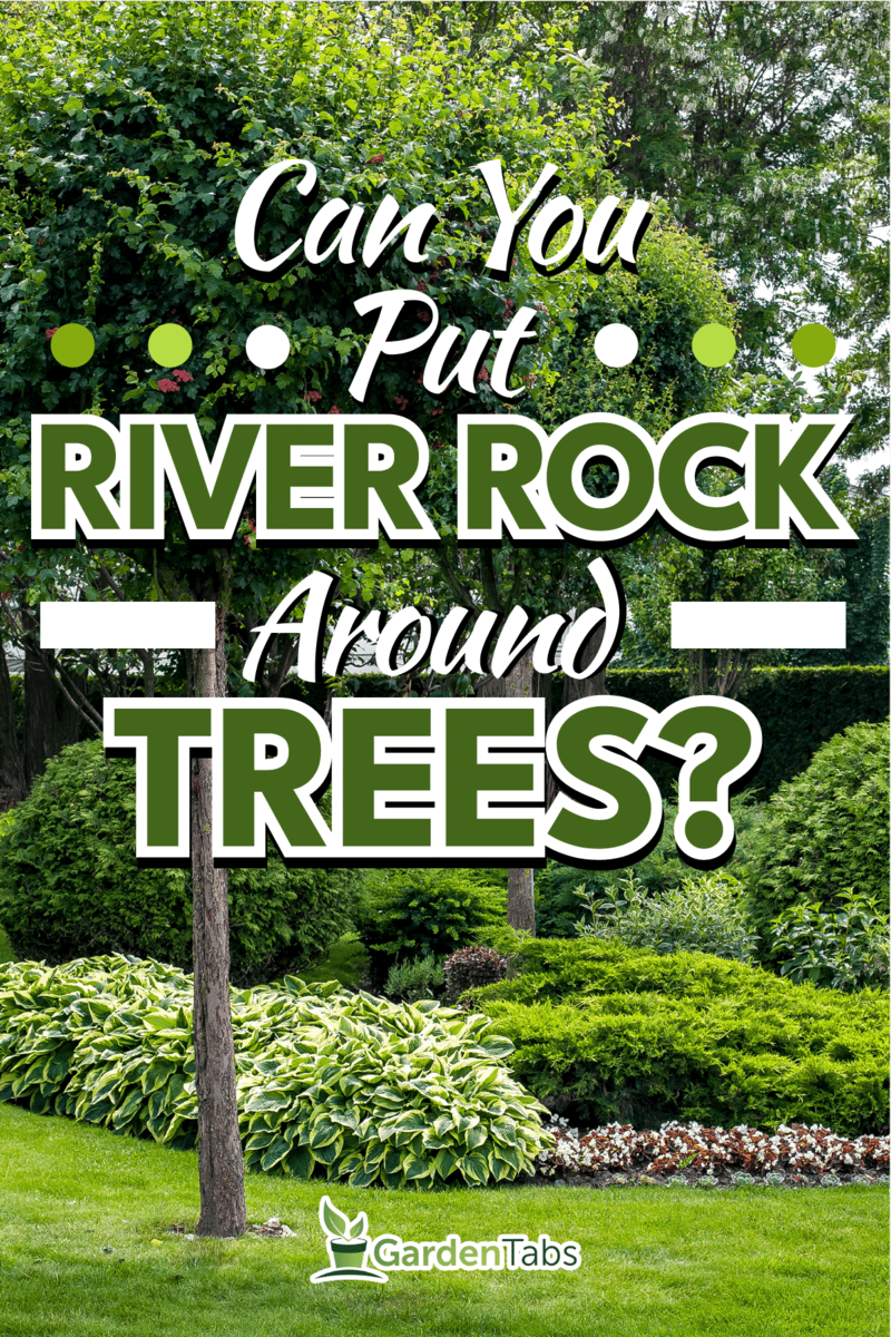 Landscaped tree and bush in a graden of a city, Can You Put River Rock Around Trees?