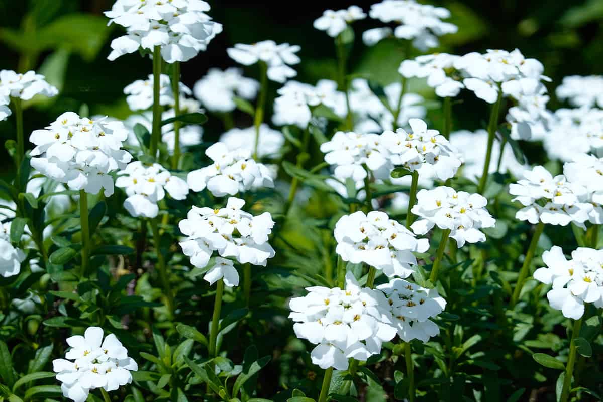 Candytufts in the garden