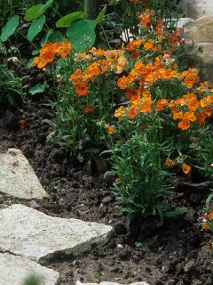 A cape jewel nemesia is planted near the pathway in the garden, Why Is My Nemesia Dying - What To Do?
