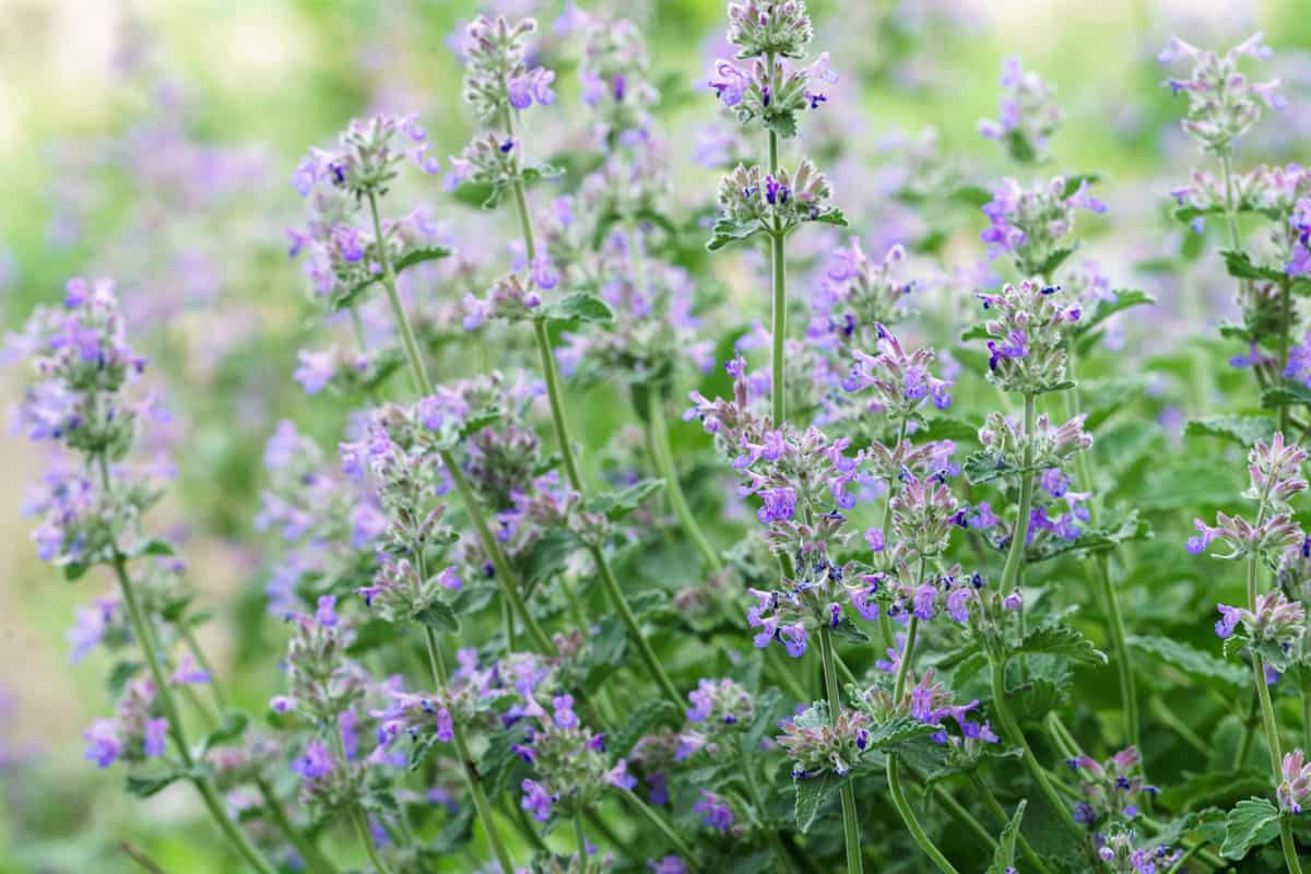 Catmint photographed at the garden