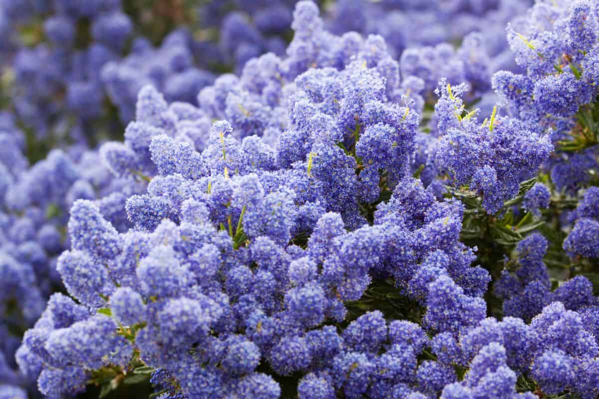 Ceanothus, or California Lilac as it is commonly known, is an evergreen or shrub or small tree. They flower as shown here in late spring or early summer. They are often called California Lilacs because the flowers of some varieties are similar to the Lilac Tree,and Ceanothus do originate from California. The flowers are most noted for the varieties which produce masses of deep blue flowers. But they also come with pink or white flowers. The variety here is Puget Blue.."