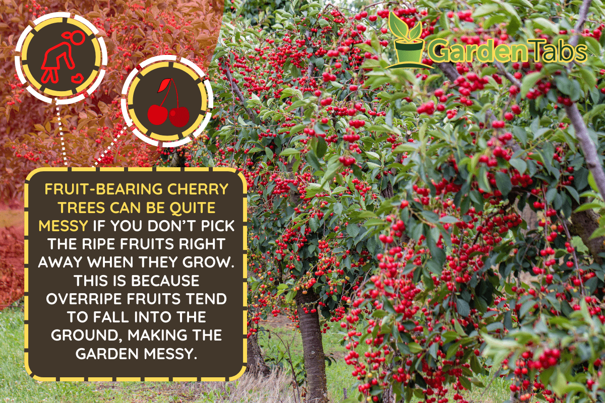 Cherries on the tree just before harvest - Are Cherry Trees Messy? [Deciding If You Should Plant One In Your Yard]