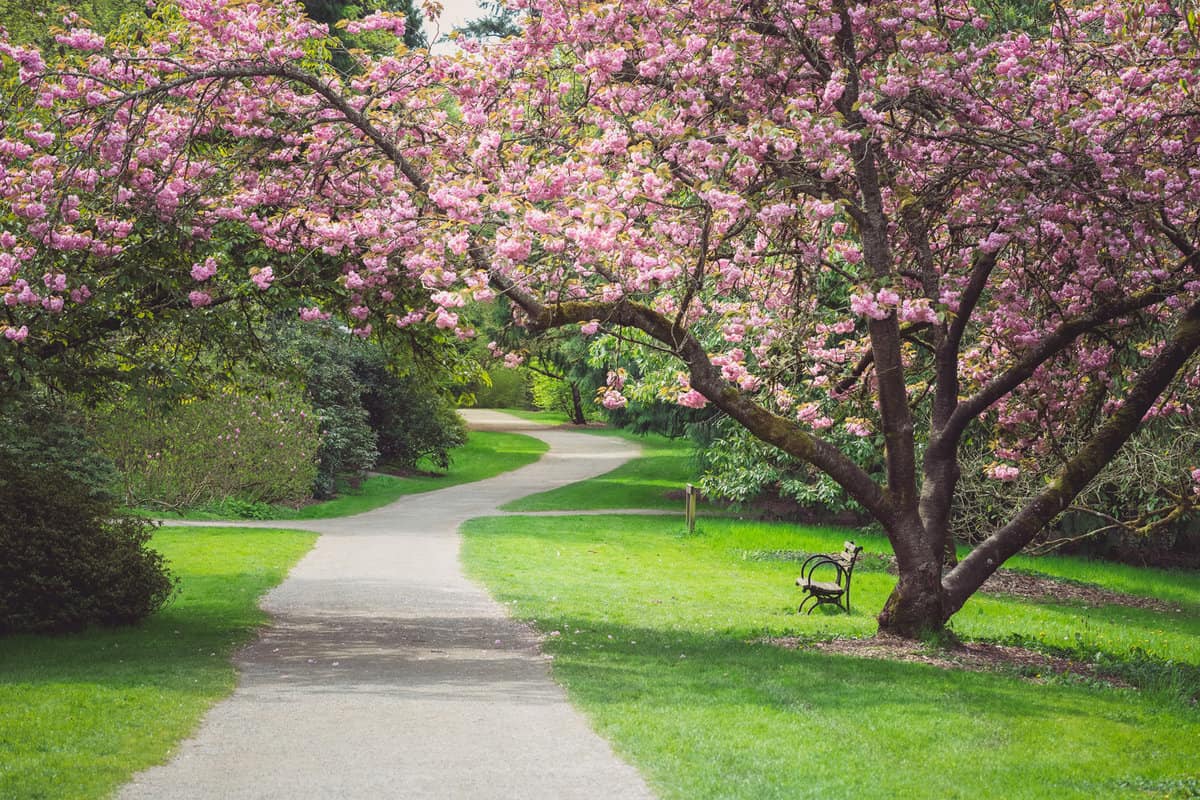 Cherry Blossom Tree Stretching Out Over Path