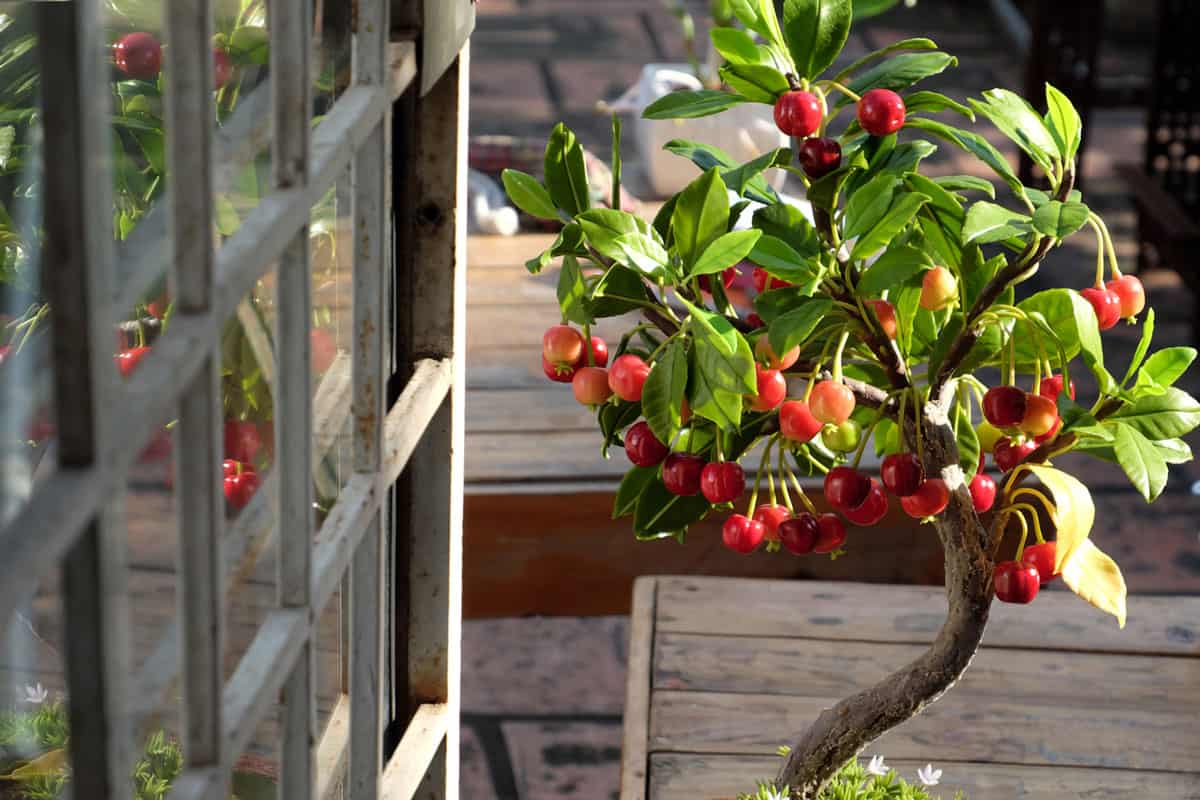 Cherry tree with red ripe fruit make from clay, handmade bonsai tree for home decoration in Vietnam