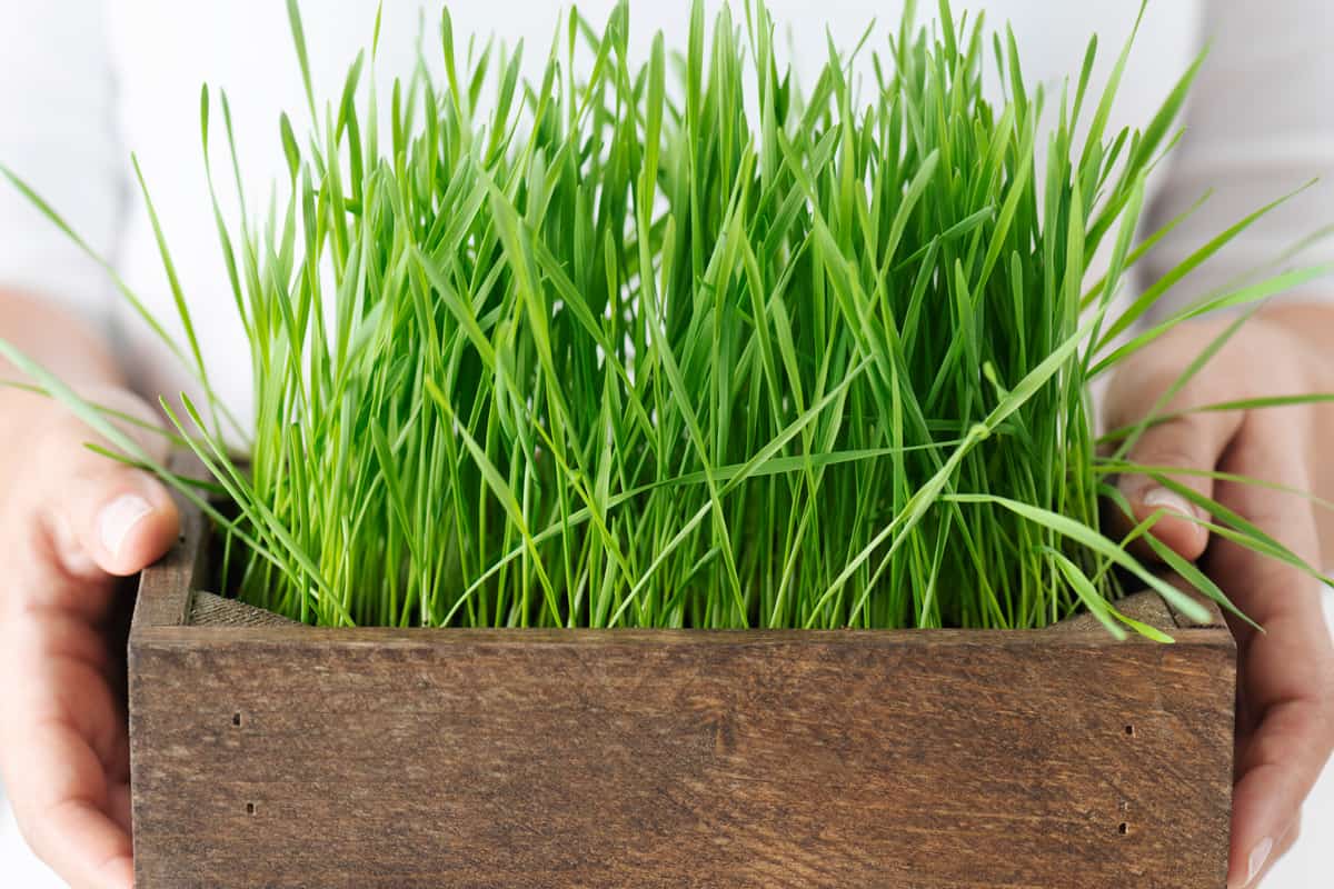 Chest view of an unrecognizable person in casual clothing is carrying a tray of wheatgrass in front of white background.